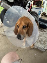 Lost Male Dog last seen Minimart, Ogden, UT 84404