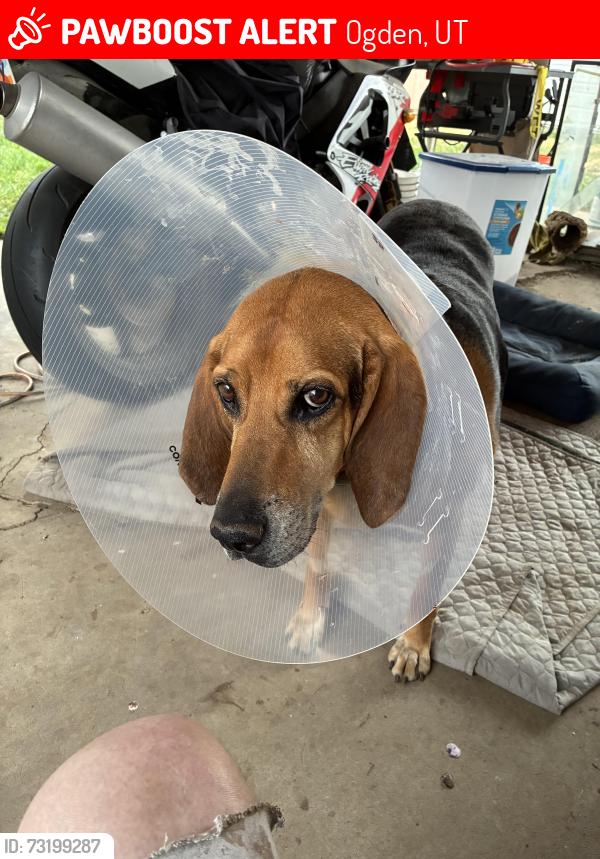 Lost Male Dog last seen Minimart, Ogden, UT 84404