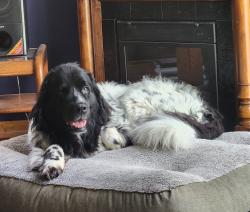 Reunited Female Dog last seen Whitney and Webster, Strongsville, OH 44136