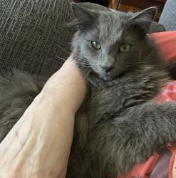 Lost Male Cat last seen Charles street, Lewis street, Fairview Road, Arthur drive, Ellis drive 22835, Luray, VA 22835