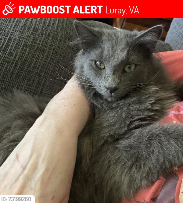 Lost Male Cat last seen Charles street, Lewis street, Fairview Road, Arthur drive, Ellis drive 22835, Luray, VA 22835