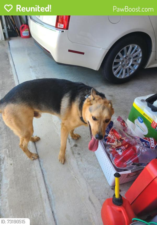 Reunited Male Dog last seen In th Villas at th Ranch big valley and Saga., Flint, TX 75762