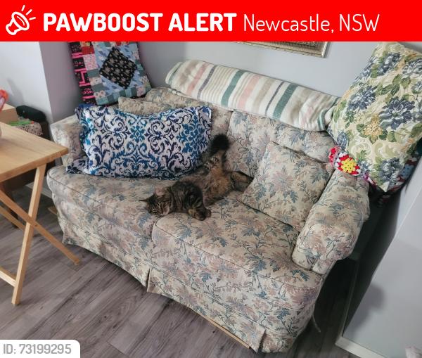 Lost Male Cat last seen Island highway and Lund rd, Newcastle, NSW 