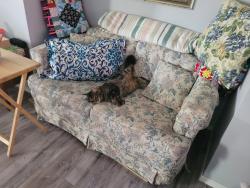 Lost Male Cat last seen Island highway and Lund rd, Newcastle, NSW 