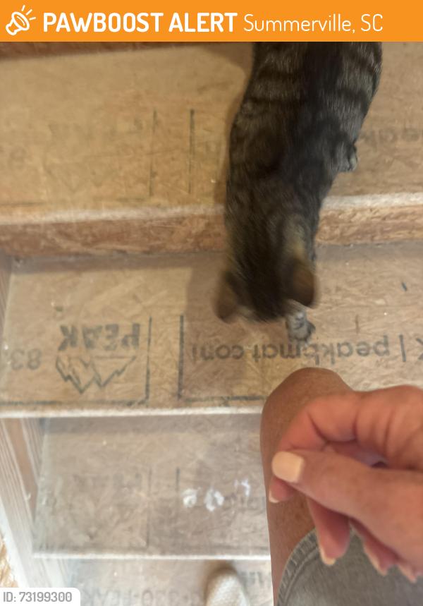 Found/Stray Female Cat last seen Blue iris, Summerville, SC 29486