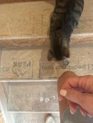 Found/Stray Female Cat last seen Blue iris, Summerville, SC 29486