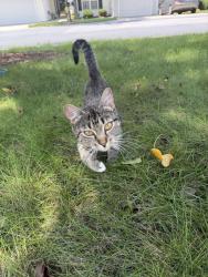 Found/Stray Unknown Cat last seen Pleasant Ridge Rd, Greensboro, NC 27410