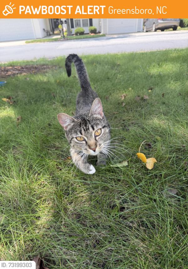 Found/Stray Unknown Cat last seen Pleasant Ridge Rd, Greensboro, NC 27410