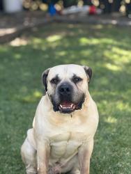 Reunited Male Dog last seen Mike High Road/ Oak Glen Care Center, Cherry Valley, CA 92223