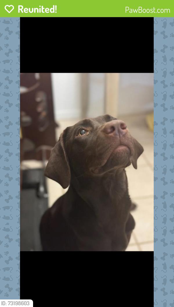 Reunited Female Dog last seen Near El Estado Dr, Dallas, TX 75248, USA, Dallas, TX 75248