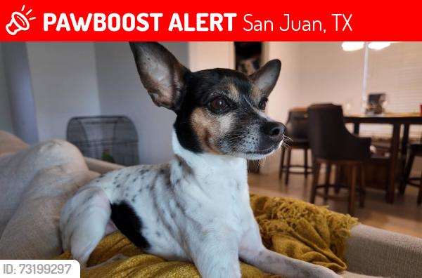 Lost Female Dog last seen Near freestone San Juan, San Juan, TX 78589