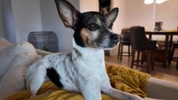 Lost Female Dog last seen Near freestone San Juan, San Juan, TX 78589