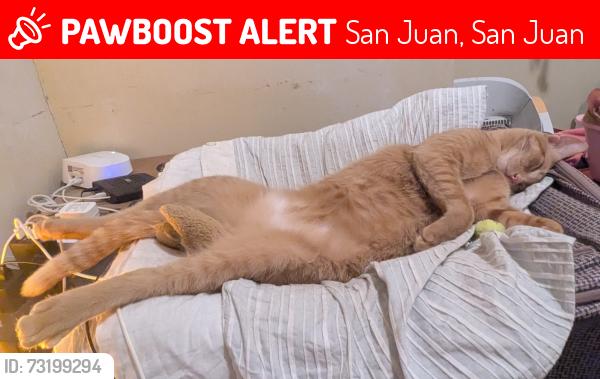 Lost Male Cat last seen Calle 62 SE y Calle 19 SE, San Juan, San Juan 00921