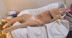 Lost Male Cat last seen Calle 62 SE y Calle 19 SE, San Juan, San Juan 00921