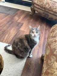 Lost Female Cat last seen Iron Bridge Road, Freehold, NJ 07728