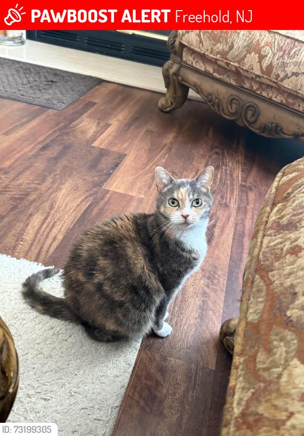 Lost Female Cat last seen Iron Bridge Road, Freehold, NJ 07728