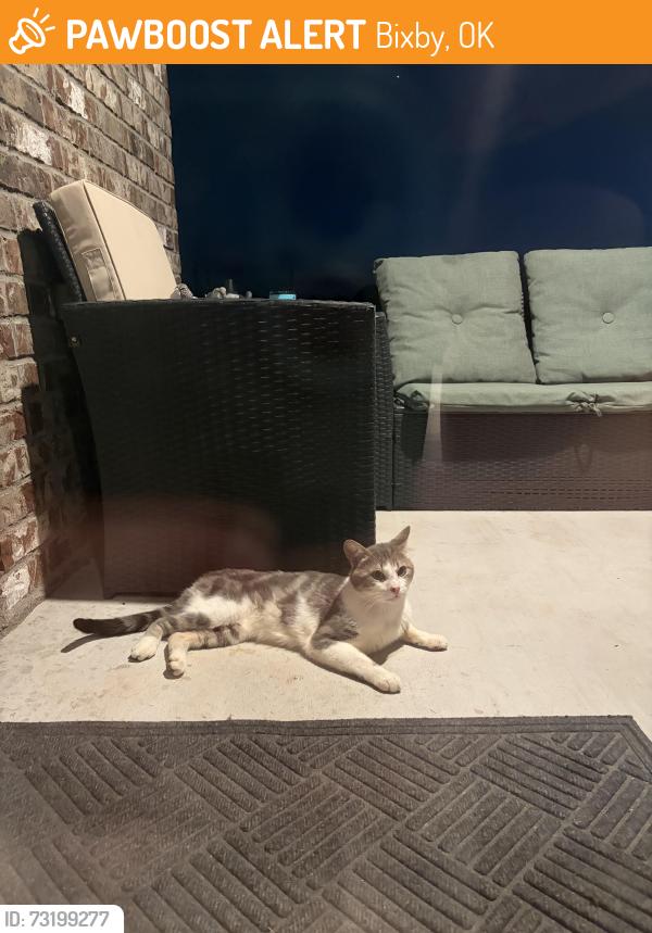 Found/Stray Male Cat last seen 131st and Mingo, Bixby, OK 74008