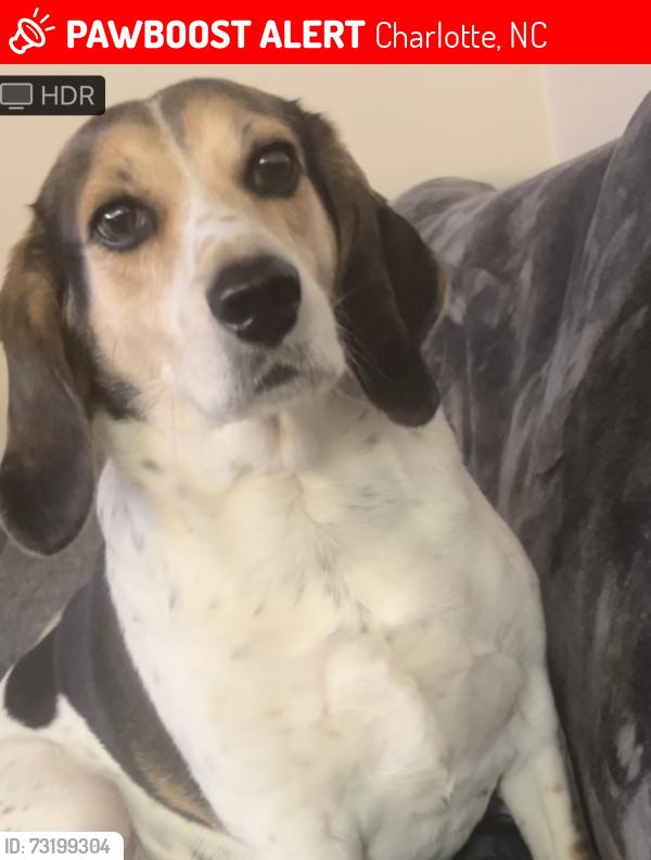 Lost Male Dog last seen Sandy Porter Road, Charlotte, NC 28273