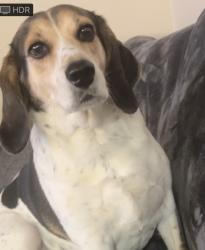 Lost Male Dog last seen Sandy Porter Road, Charlotte, NC 28273