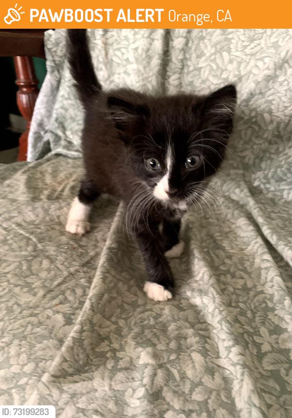 Found/Stray Unknown Cat last seen Collins/Tustin in Planet Fitness and 7 Eleven Parking lot, Found under car., Orange, CA 92865