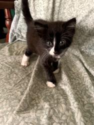 Found/Stray Unknown Cat last seen Collins/Tustin in Planet Fitness and 7 Eleven Parking lot, Found under car., Orange, CA 92865