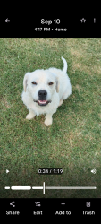 Lost Female Dog last seen Rabbit road, Tuttle, OK 73089