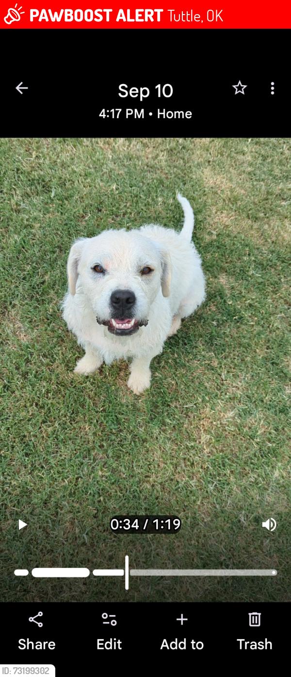 Lost Female Dog last seen Rabbit road, Tuttle, OK 73089