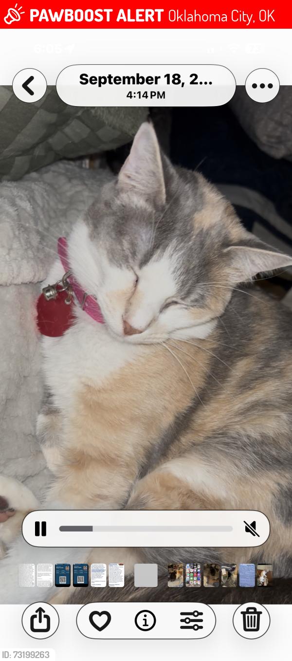 Lost Female Cat last seen Timber lane and NW 5 th street, Oklahoma City, OK 73108