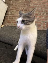 Shelter Stray Female Cat last seen Near E 149th Street, BRONX, NY, 10455, 326 E 110th St, New York, NY 10029, USA