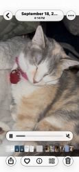 Lost Female Cat last seen Timber lane and NW 5 th street, Oklahoma City, OK 73108