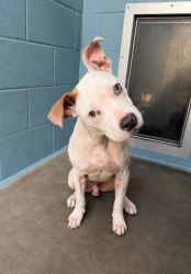 Shelter Stray Male Dog last seen Apt 3,205 Mineral Road, BROUSSARD, LA, 70518, 410 Dugas Rd, Lafayette, LA 70507, USA