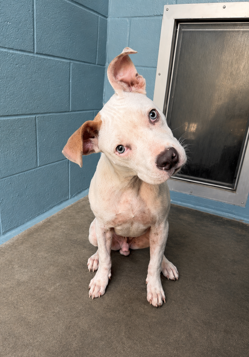 Shelter Stray Male Dog last seen Apt 3,205 Mineral Road, BROUSSARD, LA, 70518, 410 Dugas Rd, Lafayette, LA 70507, USA