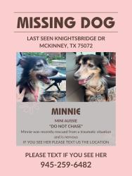Reunited Female Dog last seen Knightsbridge dr, mckinney, McKinney, TX 75072