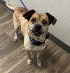 Shelter Stray Male Dog last seen Altadena Avenue, San Diego, CA, 92102, 5500 Gaines St, San Diego, CA 92110, USA