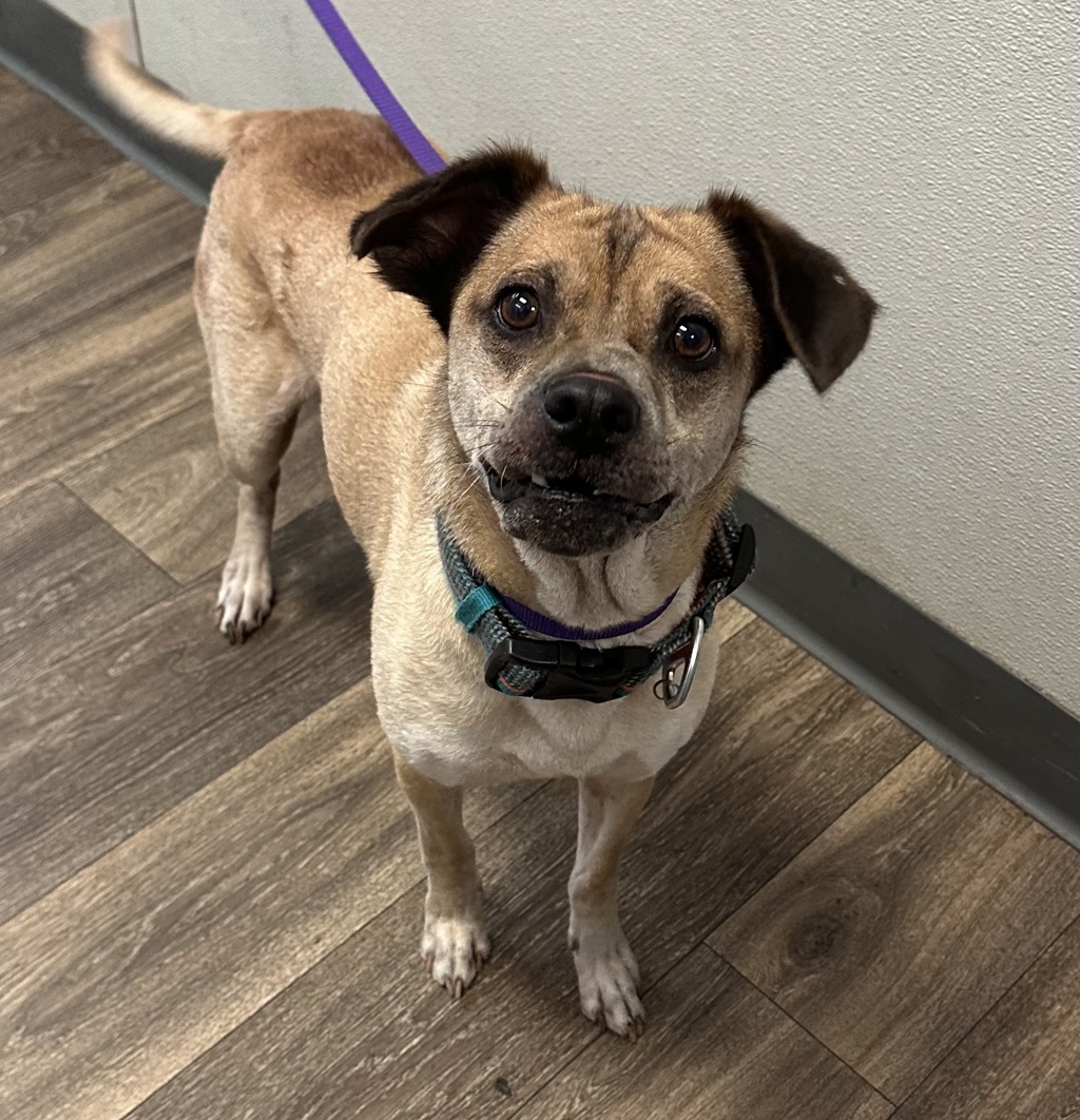 Shelter Stray Male Dog last seen Altadena Avenue, San Diego, CA, 92102, 5500 Gaines St, San Diego, CA 92110, USA