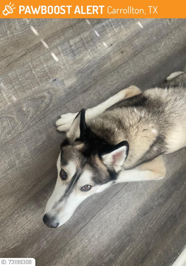 Found/Stray Male Dog last seen Briardale Dr. and Kelly Lane, Carrollton, TX 75006