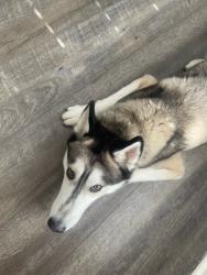 Found/Stray Male Dog last seen Briardale Dr. and Kelly Lane, Carrollton, TX 75006