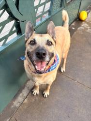 Shelter Stray Male Dog last seen Near Juan Street, San Diego, CA, 92110, 5500 Gaines St, San Diego, CA 92110, USA