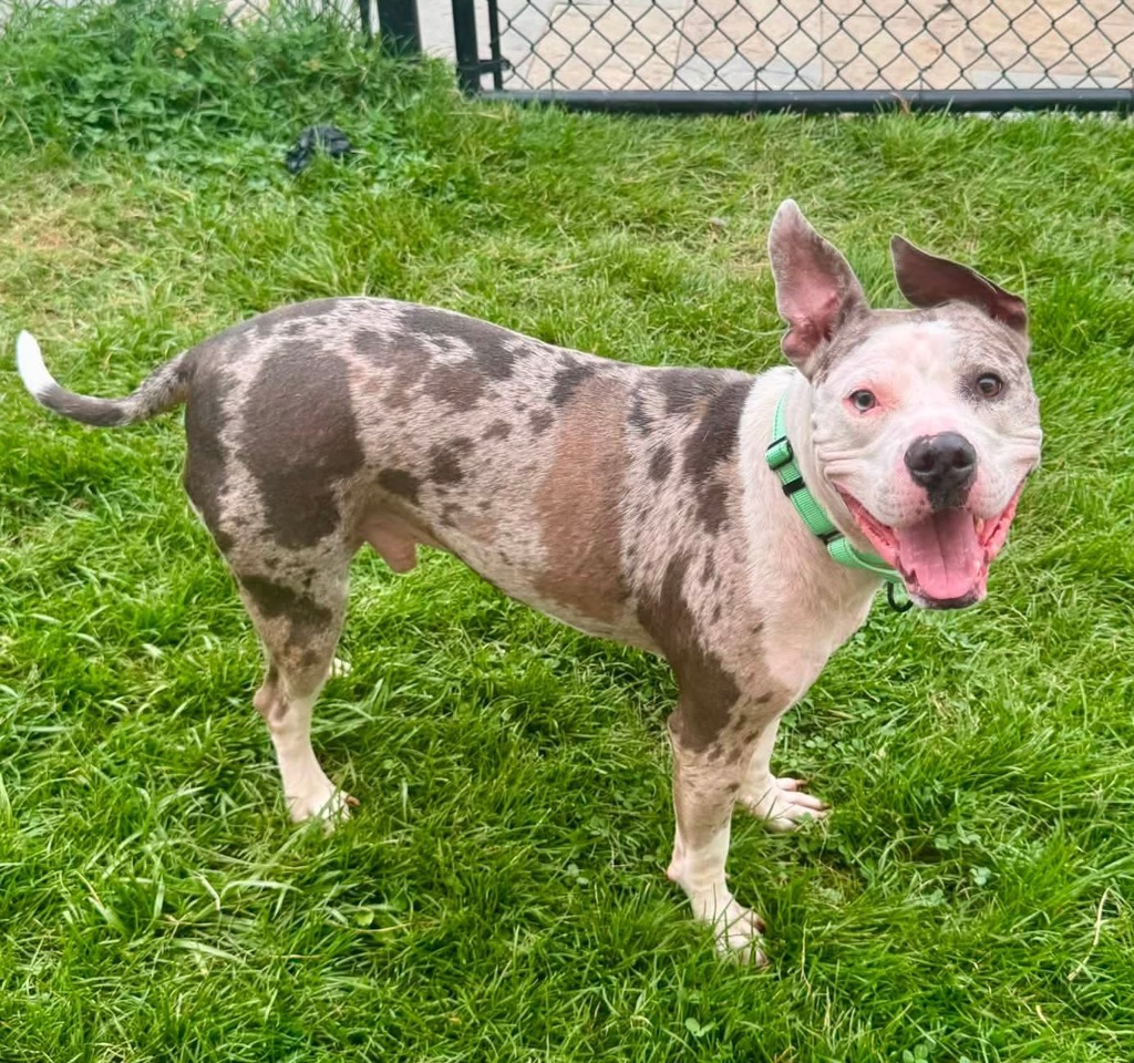 Shelter Stray Male Dog last seen Near 4th Avenue, BROOKLYN PARK, MD, 21225, 411 Maxwell Frye Rd, Millersville, MD 21108, USA