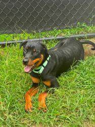 Shelter Stray Female Dog last seen Old Line Avenue, LAUREL, MD, 20724, 411 Maxwell Frye Rd, Millersville, MD 21108, USA