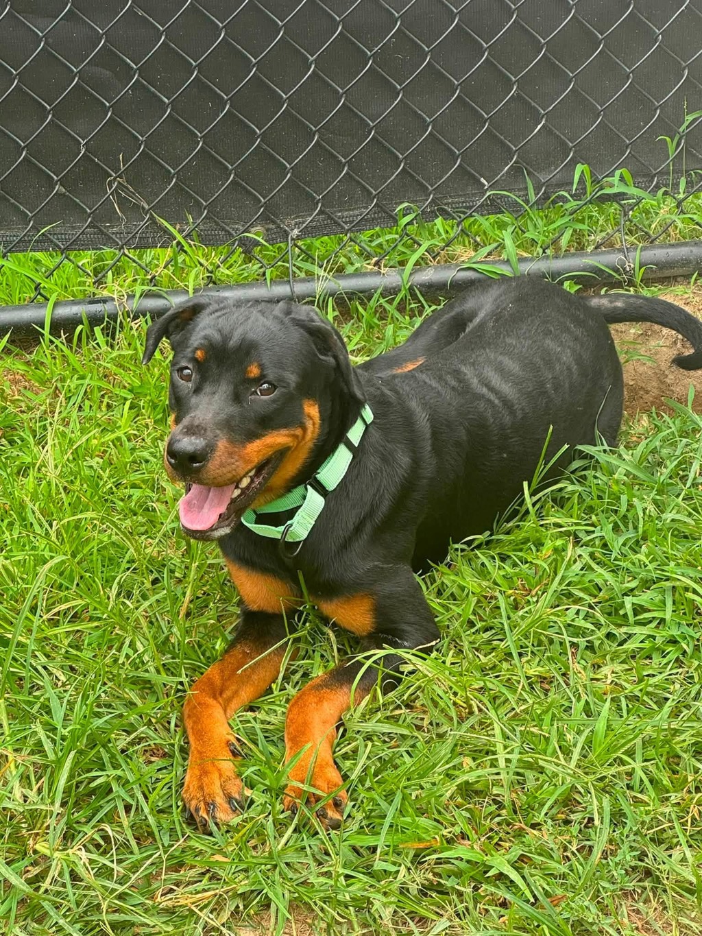 Shelter Stray Female Dog last seen Old Line Avenue, LAUREL, MD, 20724, 411 Maxwell Frye Rd, Millersville, MD 21108, USA