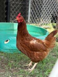 Shelter Stray Female Bird last seen MD, 411 Maxwell Frye Rd, Millersville, MD 21108, USA