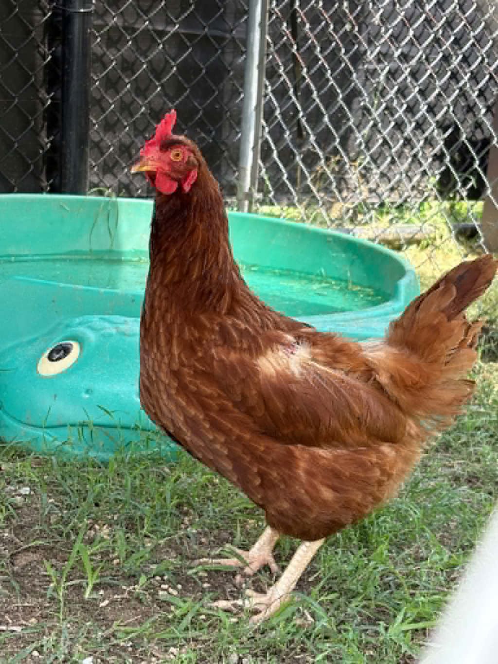 Shelter Stray Female Bird last seen MD, 411 Maxwell Frye Rd, Millersville, MD 21108, USA