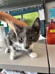 Shelter Stray Male Cat last seen Near W Walden Wood Drive, MURRAY CITY, UT, 84123, 511 W 3900 S, Salt Lake City, UT 84123, USA