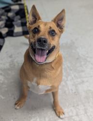 Shelter Stray Male Dog last seen Near W Edith Drive, Magna Township, UT, 84044, 511 W 3900 S, Salt Lake City, UT 84123, USA