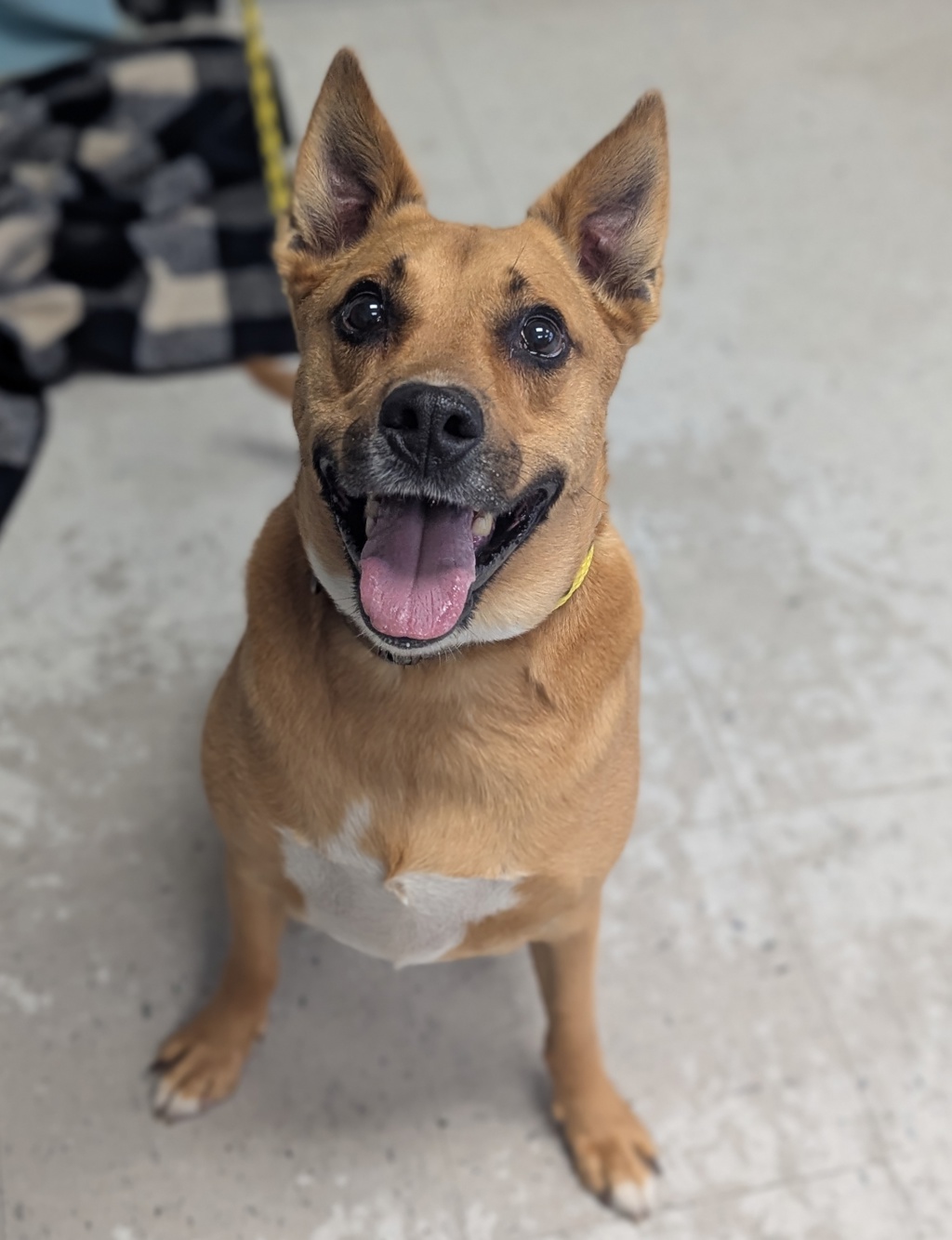 Shelter Stray Male Dog last seen Near W Edith Drive, Magna Township, UT, 84044, 511 W 3900 S, Salt Lake City, UT 84123, USA