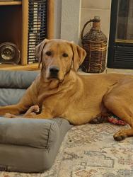 Reunited Male Dog last seen Singleton Ct, Antelope, CA 95843