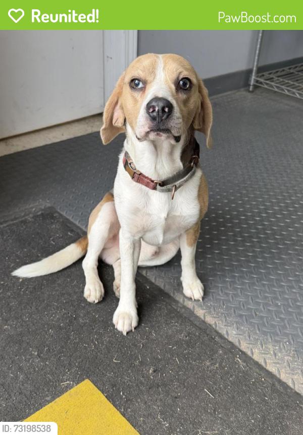 Reunited Male Dog last seen Covington Pike, Memphis, TN 38128
