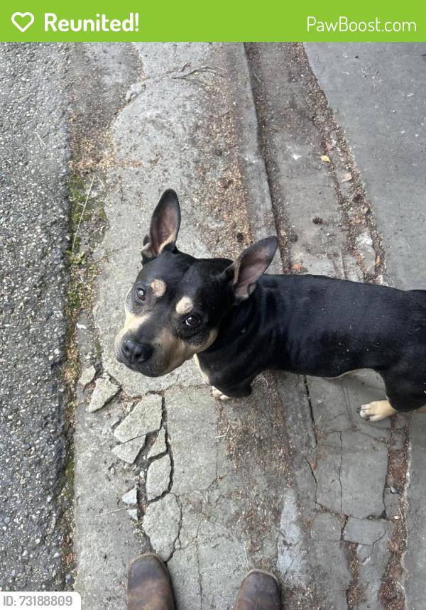 Reunited Male Dog last seen Near dogwood st, Fairbanks, AK 99709