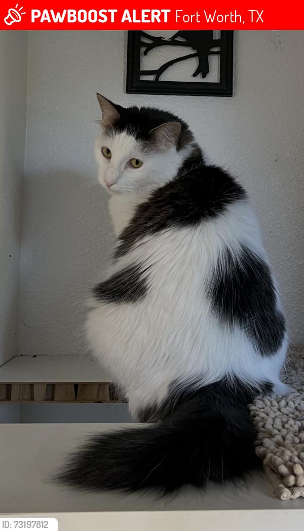 Lost Male Cat last seen Deerfoot & Dancy Drive, Fort Worth, TX 76131